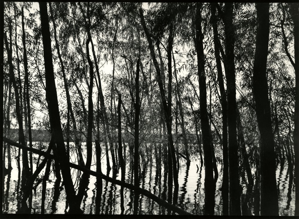 02-003 (click for large image)